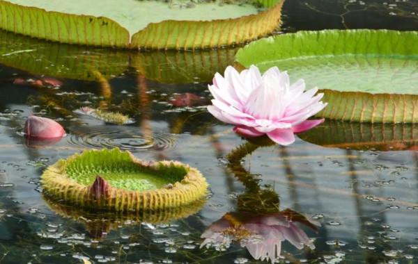 分享圖片，猶如曇花一現的王蓮開花，各種顏色，各種姿態大全