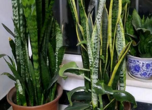 3種健康花，客廳養一盆，格調高壽命長，乾淨，健康，運氣好