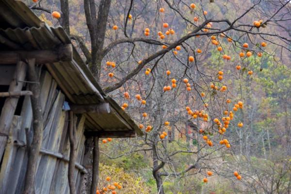 尋訪秦嶺將臺子，山腰碰到一個隧道，與《千與千尋》中的高度相似