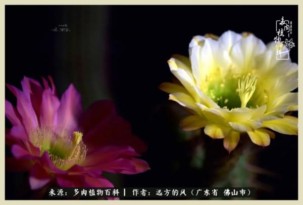 我若盛開，蝴蝶愛來不來