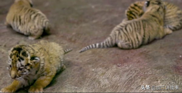 野生東北虎重現江湖 四隻小老虎捕獵一隻野鴨子失敗 虎媽媽親自示範