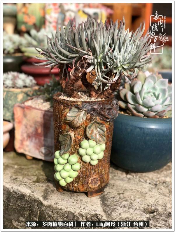 多肉是一個人的狂歡，小城多肉花壇準備出道啦