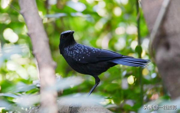 校園候鳥季之——樹木園裡的紫嘯鶇 校園候鳥季之——樹木園裡的紫嘯鶇