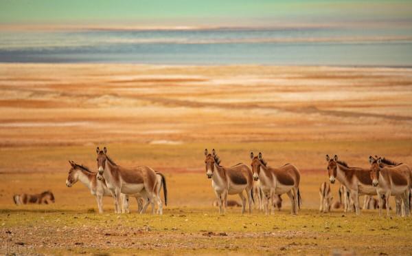 大自然的饋贈，西藏美景