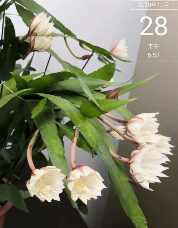 1種花就愛夜裡開,養好能開上百朵花,滿屋清香真過癮 1種花就愛夜裡開,養好能開上百朵花,滿屋清香真過癮