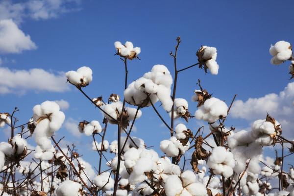 佟麗婭為中國棉花代言