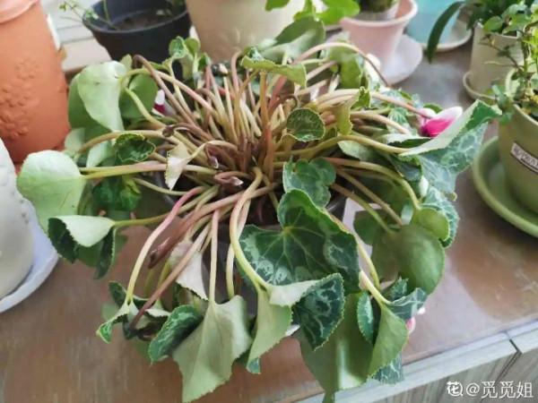 買花也要注意辨別“坑”,才能挑到好花,花開爆盆 買花也要注意辨別“坑”,才能挑到好花,花開爆盆