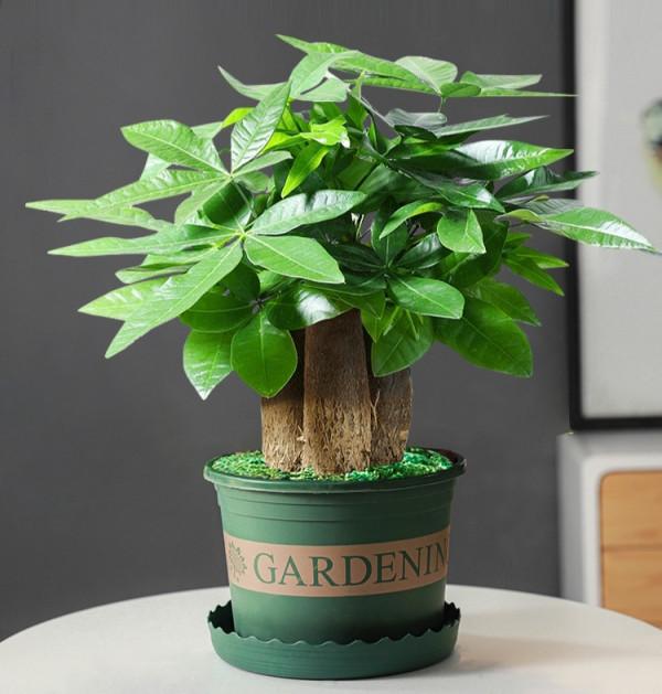 “懶人”就養這10種花,一個月不澆水也死不了,盆土越幹越易開花 “懶人”就養這10種花,一個月不澆水也死不了,盆土越幹越易開花