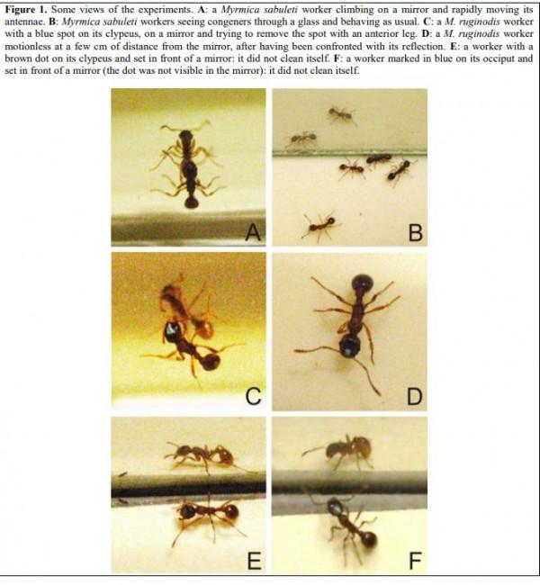 粒子都是無意識的，它們堆積在一起是怎麼形成有意識的生命的？