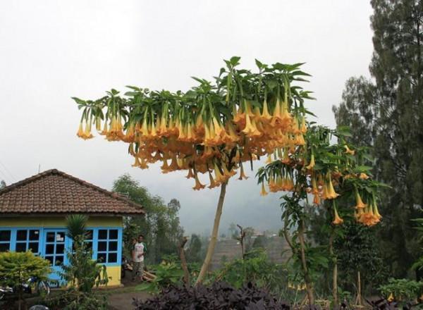 6種&OpenCurlyDoubleQuote;大毒花&rdquo;，春天正開花，看見離遠點，避免中毒