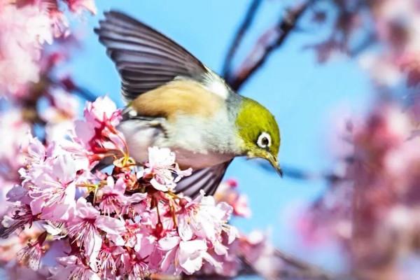 「冰凌集13」退休後隨兒子移居美國的生活(續一) 「冰凌集13」退休後隨兒子移居美國的生活(續一)