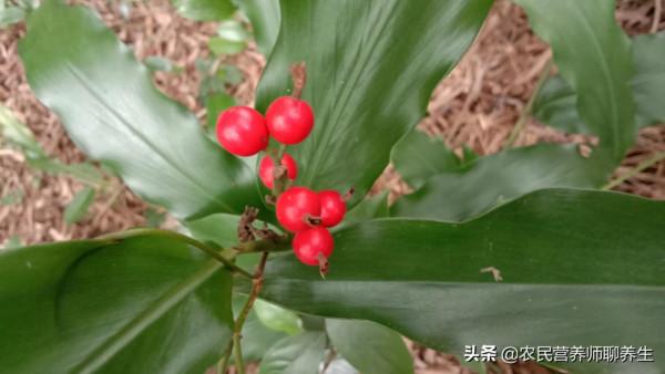 農村“野山姜”煮水,用途不小,年輕女士要留意一下 農村“野山姜”煮水,用途不小,年輕女士要留意一下