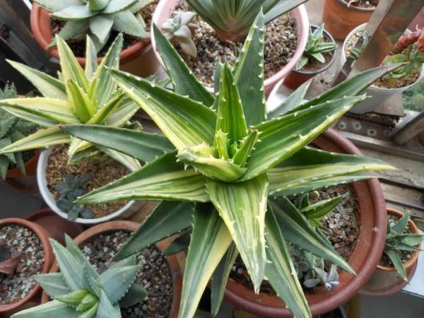 這5種花，“窮養”比“富養”更容易爆盆，別好心辦壞事