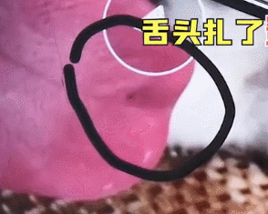 哈士奇追著蜜蜂咬，隔了會主人覺得不太對：你怎麼又搞事情了？