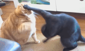 40斤肥貓用3年瘦成動物界“模特”,全網震驚:我還不如貓勵志 40斤肥貓用3年瘦成動物界“模特”,全網震驚:我還不如貓勵志