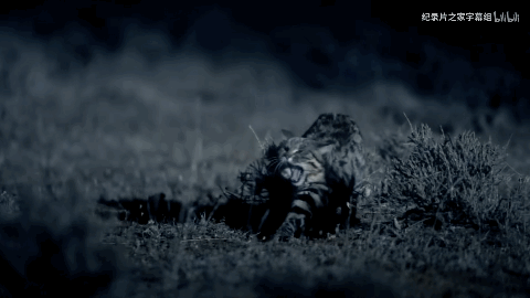 貓：我飛起來要比那些長翅膀的快多了