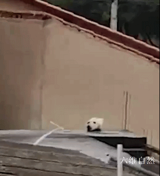 巴西一女士發現有“狗頭”在屋頂上，以為是誰那麼殘忍，是隻活貓