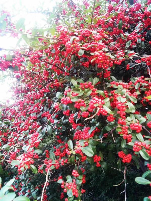 碎碎念 退休倒計時 第562天