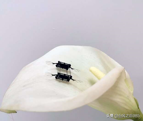 基於介電彈性體致動器的微型飛行器 基於介電彈性體致動器的微型飛行器