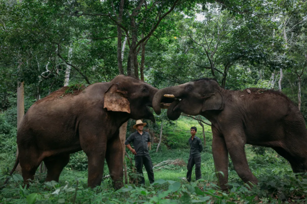 在西雙版納，救護亞洲象的人：喂藥時需“鬥智鬥勇”，它們聽得懂簡單的指令，能區分飼養員