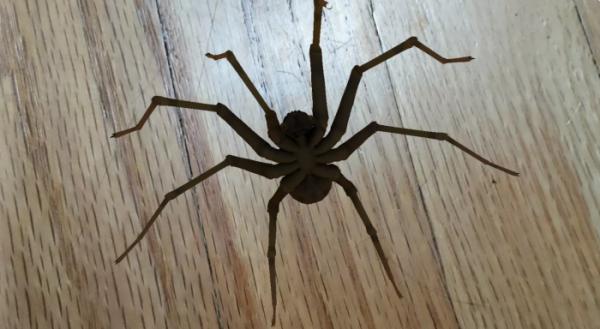 研究人員開發Phoby增強現實應用:可幫助對抗蜘蛛恐懼症 研究人員開發Phoby增強現實應用:可幫助對抗蜘蛛恐懼症