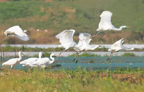 安徽的冬日“南飛候鳥”