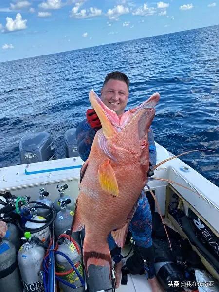 美國佛州老兵捕獲巨型豬隆頭魚 打破州紀錄