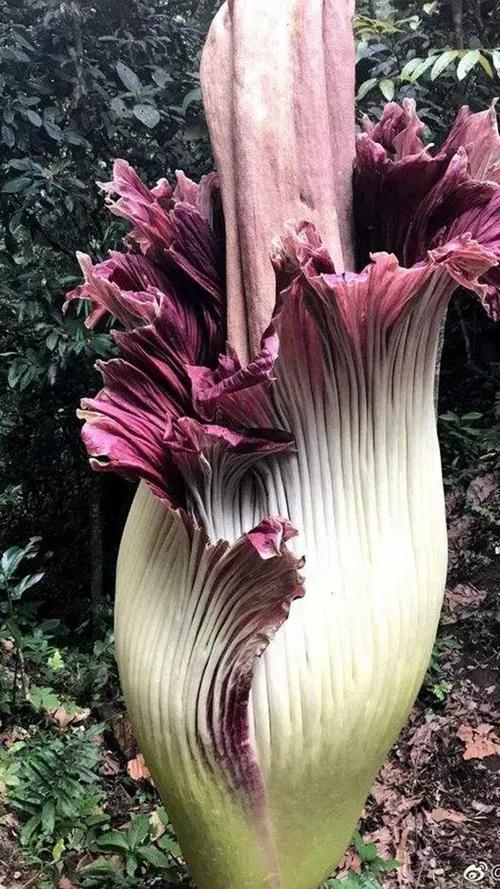 幾十年開花一次，花高三米，像一顆巨大的白菜，極其罕見