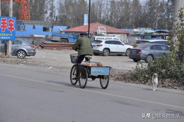 89歲老人與狗狗為伴，兩次險些喪命，看愛犬小虎咋救的主人