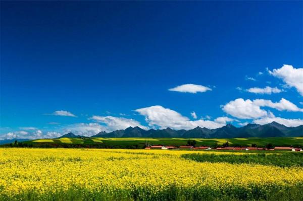 分享圖片，春天來了，滿山遍野的油菜花開了