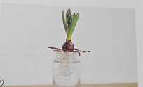 球根植物怎麼養？教你水培風信子