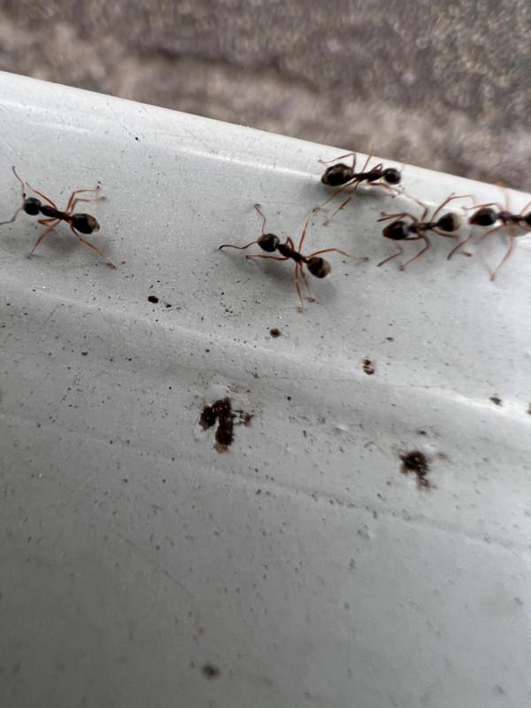 蘋果手機13微距