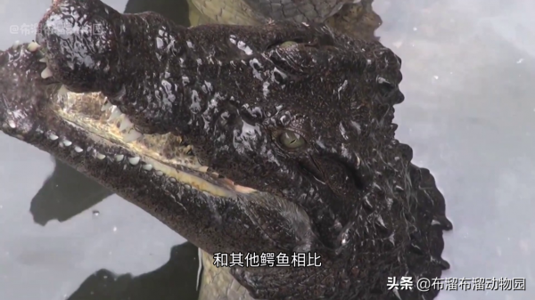 幾代單傳了不起啊?這10種瀕危動物,全物種僅剩一種 幾代單傳了不起啊?這10種瀕危動物,全物種僅剩一種