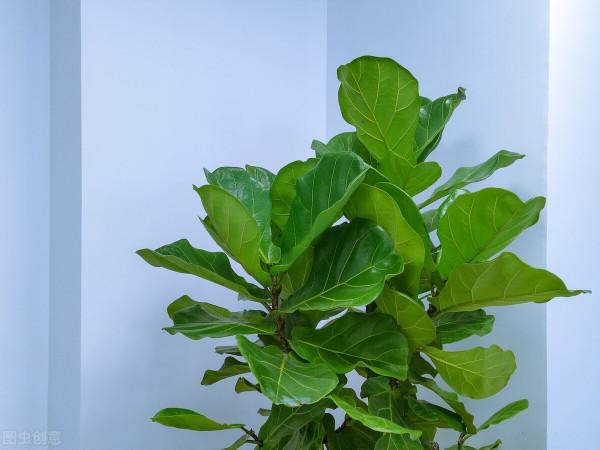 6種花葉子超大,養在客廳很有範,“吉祥”又美麗,深受主婦喜愛 6種花葉子超大,養在客廳很有範,“吉祥”又美麗,深受主婦喜愛