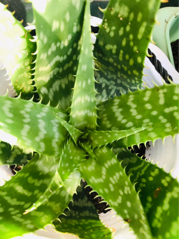 &OpenCurlyDoubleQuote;賤養&rdquo;才能開爆盆的植物，養的越精細，反而長得差