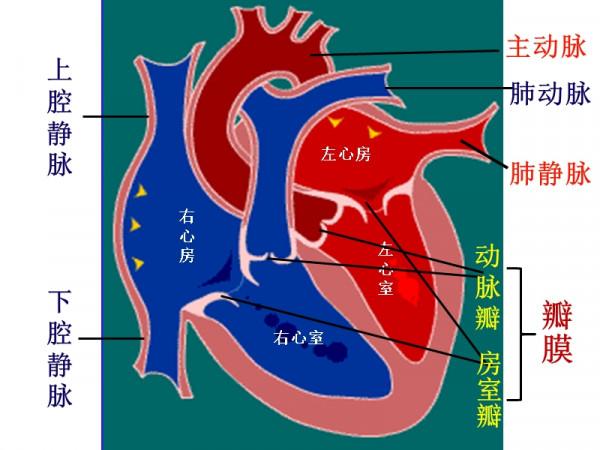 闢謠：因為心臟在左側，左手輸液會猝死？醫生告訴你真相