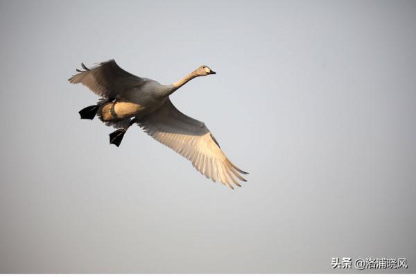 家鵝與天鵝是近親嗎？兼談家鵝與天鵝的區別