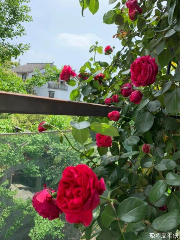 帶著父母回農村，把老院子種滿花，過簡單生活