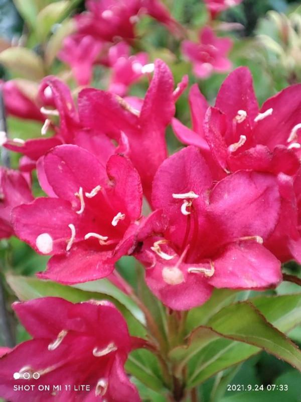 每日識別一種常見植物（四十八）