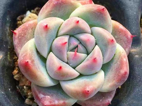 多肉上盆後就僵苗，不需要藥物輔助，改進配土和澆水方法就好