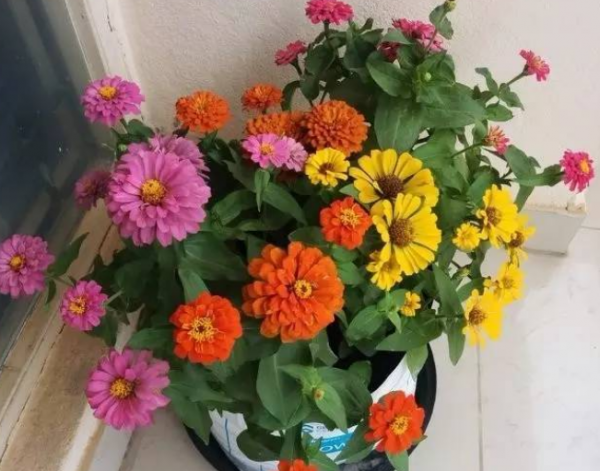 元旦前後養草花當首選這3樣,花色繁雜,好打理,可輕鬆擁有花海 元旦前後養草花當首選這3樣,花色繁雜,好打理,可輕鬆擁有花海