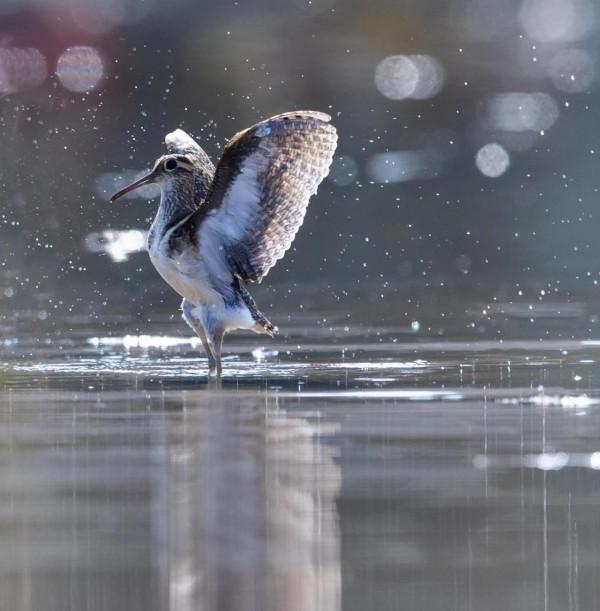 掠影錄彩鷸 掠影錄彩鷸
