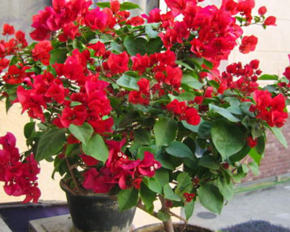 三角梅只需要見光控水就開花?錯!還要有2個前置條件 三角梅只需要見光控水就開花?錯!還要有2個前置條件