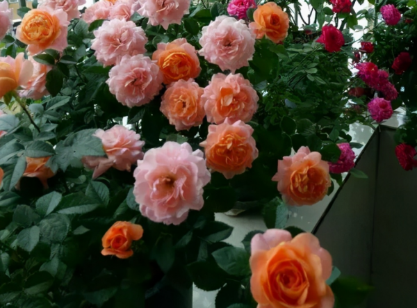 不差錢，喜歡月季，這幾個品種就一樣來一盆吧