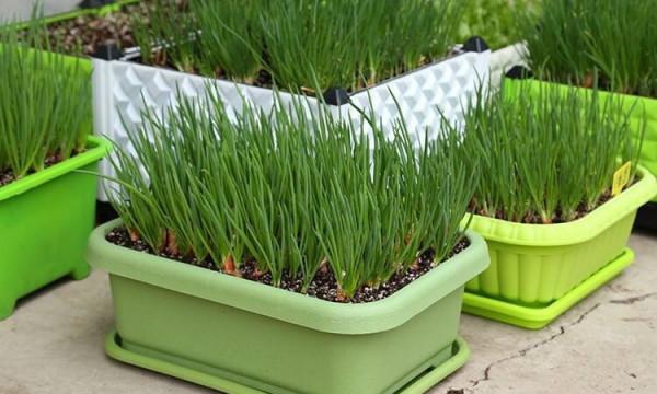 天冷了，陽臺種蔬菜，首選這8種，0度凍不死，吃一茬冒一茬