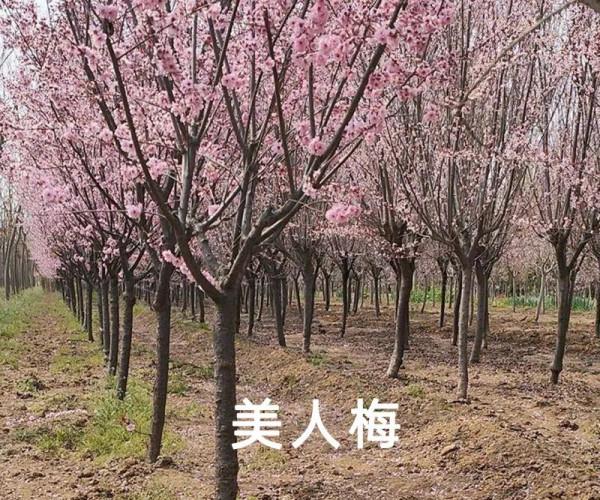 知識分享 &vert; 榆葉梅、美人梅、碧桃不是一種花，別再傻傻分不清