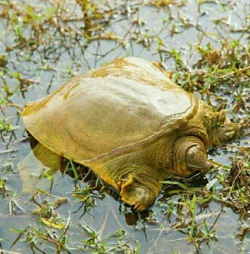 民間故事:富翁妻子做了一個怪夢,第二天,富翁發誓再不吃鱉肉 民間故事:富翁妻子做了一個怪夢,第二天,富翁發誓再不吃鱉肉