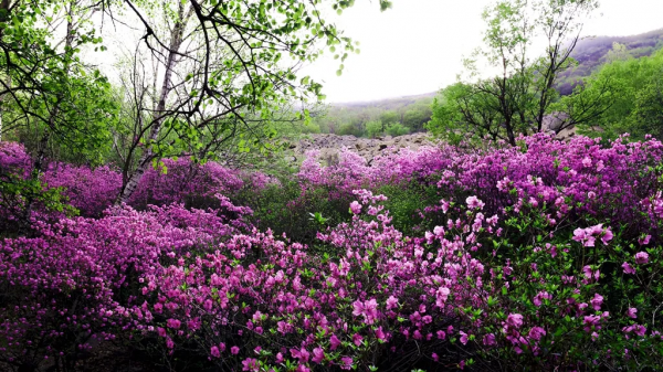 北京喇叭溝原始森林景區將於11月8號閉園 來年4月我們相約杜鵑花海 北京喇叭溝原始森林景區將於11月8號閉園 來年4月我們相約杜鵑花海