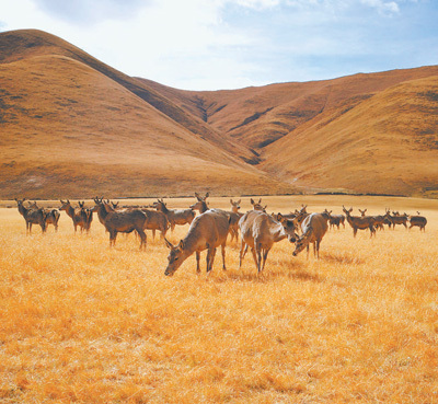 奔騰瀾滄江水 秀美生態環境 奔騰瀾滄江水 秀美生態環境