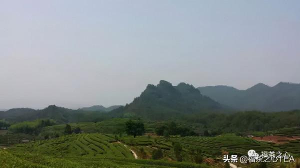 福建之茶 | 武夷巖茶功臣